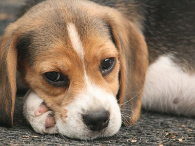 Harten van beagles kapotgemaakt in Brussel