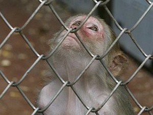 ADC haalt 5 aapjes weg uit universiteit Namen