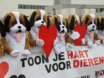 Geen valentijn voor beaglehonden bij Janssen Pharmaceutica!