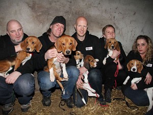 ADC bevrijdt beagles uit proefdierfokkerij!