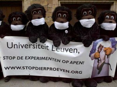 KU Leuven heeft geen oor naar apenleed.